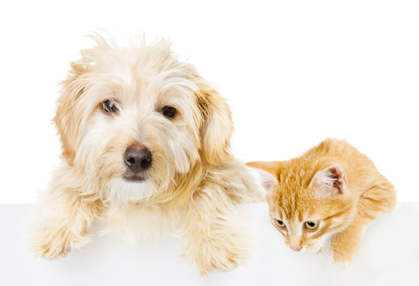 Golden Dog and Orange Kitten