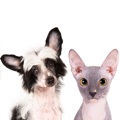 Dog and Hairless Cat