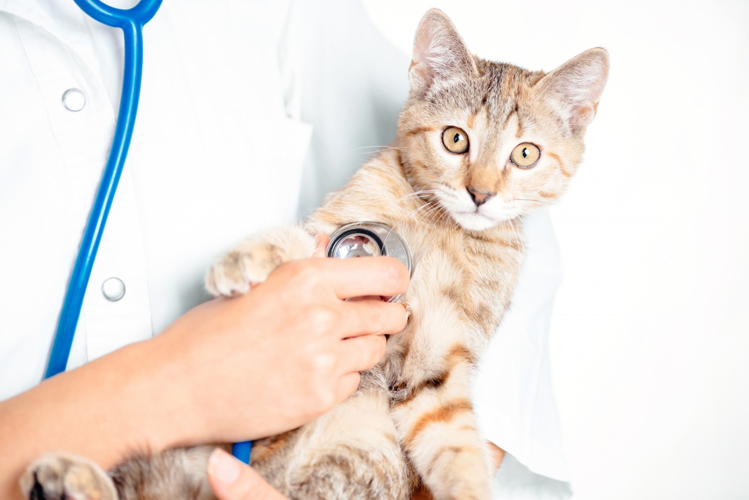 Cat Being Examined With a Stethoscope