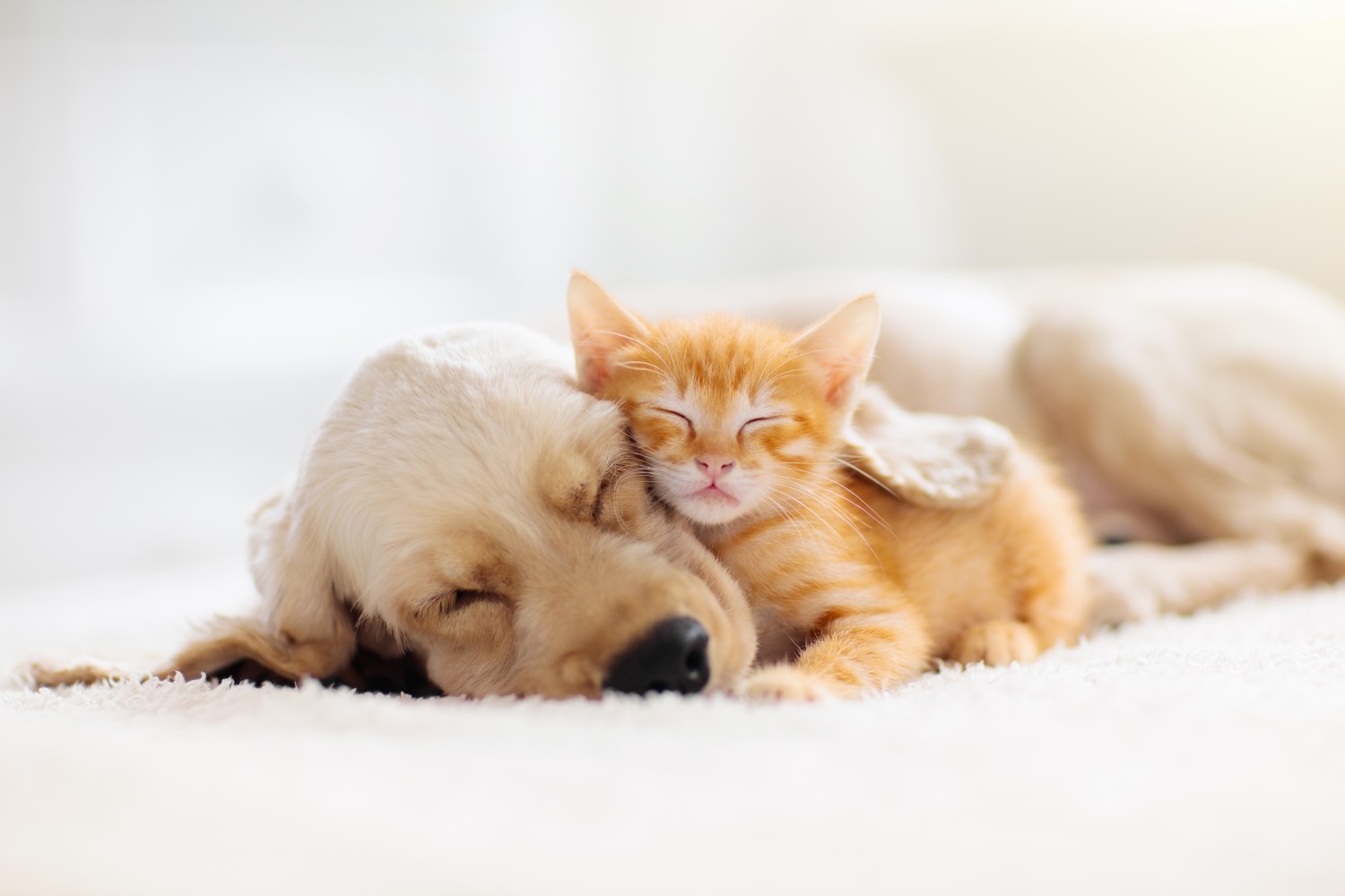Puppy and Kitten Cuddling